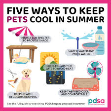 Five ways to keep your pets cool when the weather’s hot