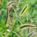 Pet-owners: watch out for foxtail seed pods that can harm your dog or cat this summer