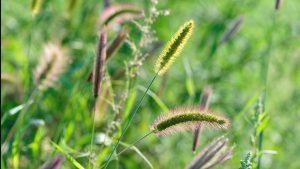 Pets Plants Summer Grass Spring Dog Cat Fur